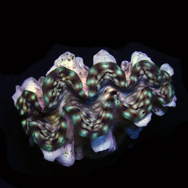 WYSIWYG cultured Squamosa Clam 6