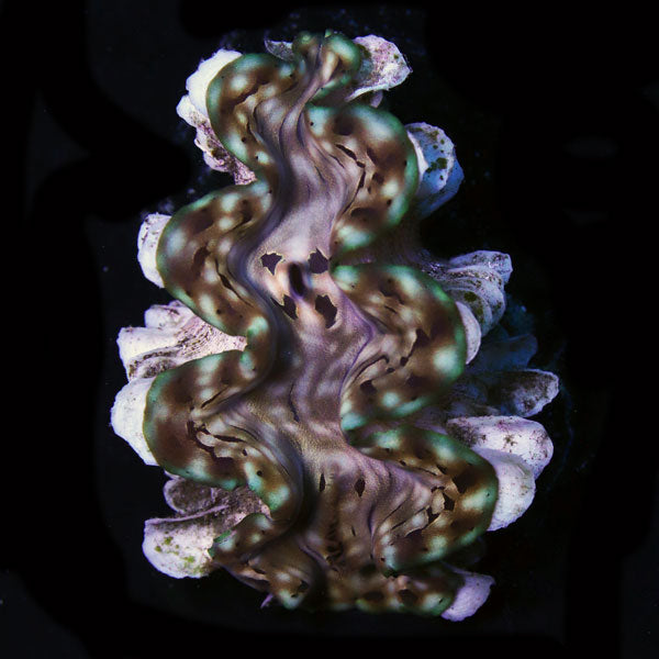 WYSIWYG cultured Squamosa Clam 7