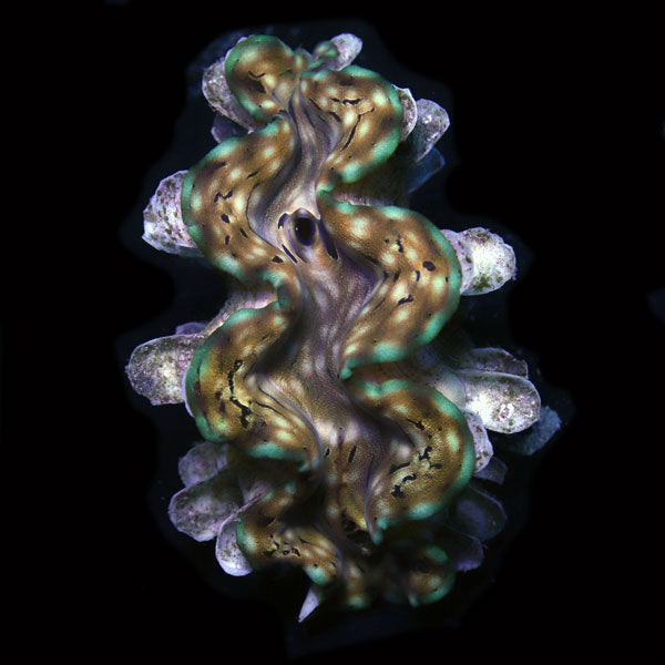 WYSIWYG cultured Squamosa Clam 8