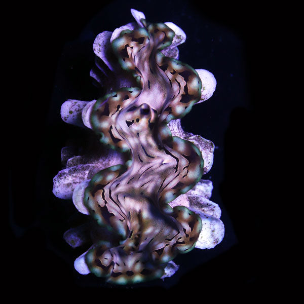 WYSIWYG cultured Squamosa Clam 9