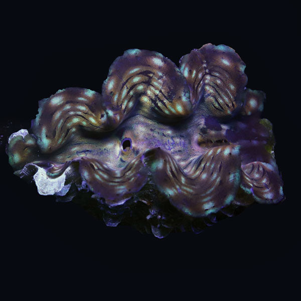 WYSIWYG cultured Squamosa Clam 10