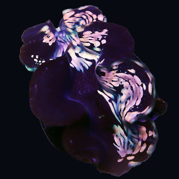 WYSIWYG cultured "Piebald" Squamosa Clam 1