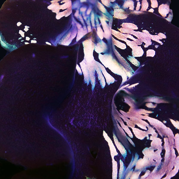 WYSIWYG cultured "Piebald" Squamosa Clam 1