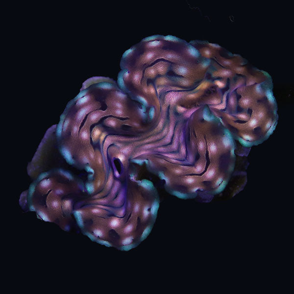 WYSIWYG cultured Squamosa Clam 2