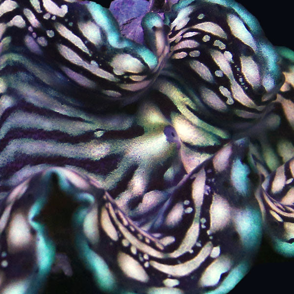 WYSIWYG cultured Squamosa Clam 3