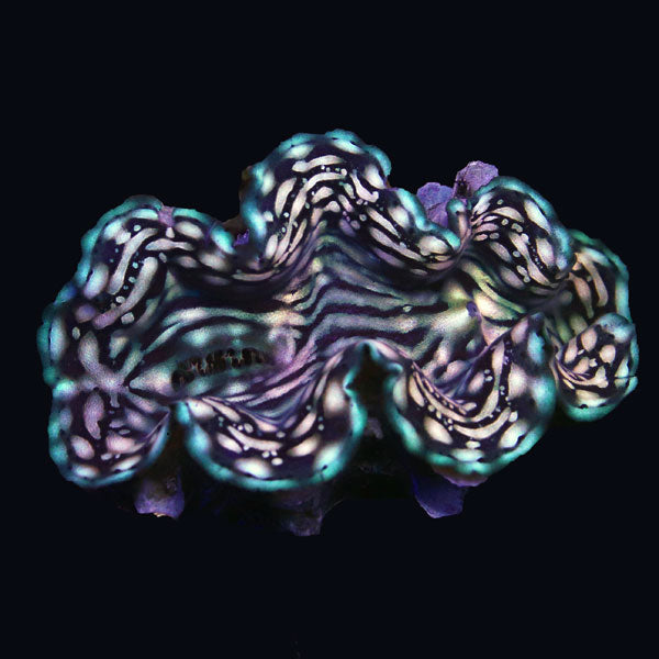 WYSIWYG cultured Squamosa Clam 3