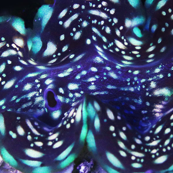 WYSIWYG cultured "starry" Squamosa Clam 4