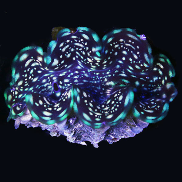 WYSIWYG cultured "starry" Squamosa Clam 4