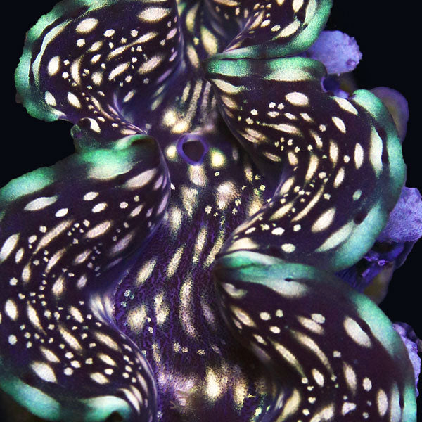 WYSIWYG cultured "Gold Spot" Squamosa Clam 5