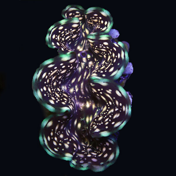 WYSIWYG cultured "Gold Spot" Squamosa Clam 5
