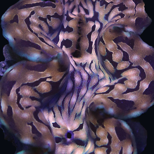 WYSIWYG cultured Squamosa Clam 6