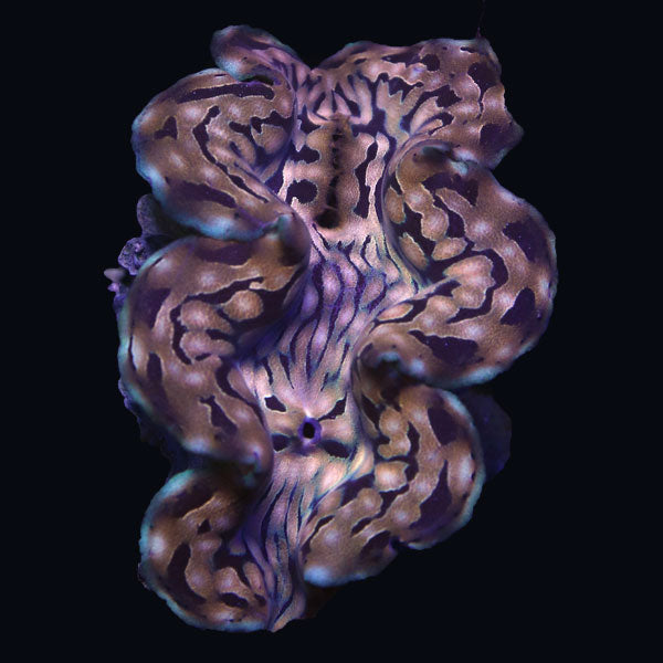 WYSIWYG cultured Squamosa Clam 6