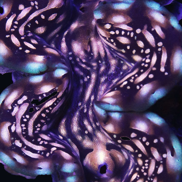 WYSIWYG cultured Squamosa Clam 7
