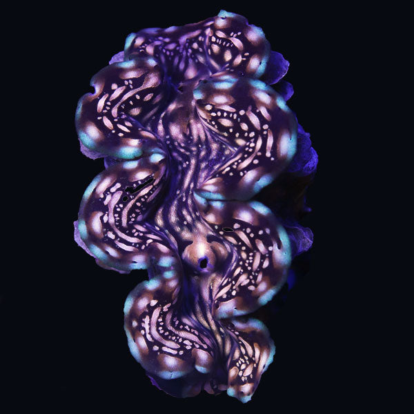 WYSIWYG cultured Squamosa Clam 7