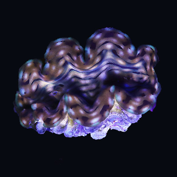 WYSIWYG cultured Squamosa Clam 8