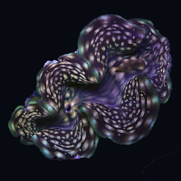 WYSIWYG cultured Squamosa Clam 9
