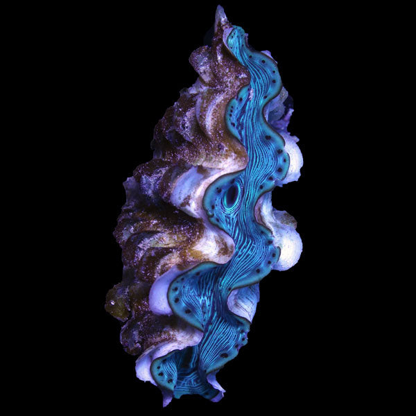 WYSIWYG cultured Squamosina Clam 1