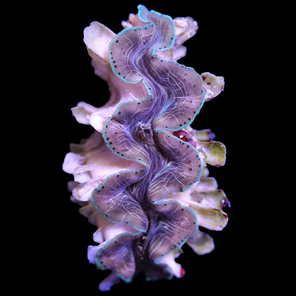 WYSIWYG cultured Squamosina Clam 10