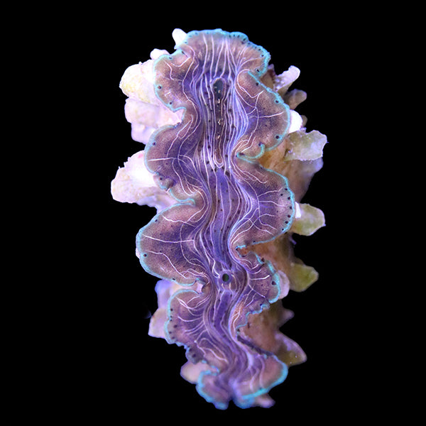 WYSIWYG cultured Squamosina Clam 11