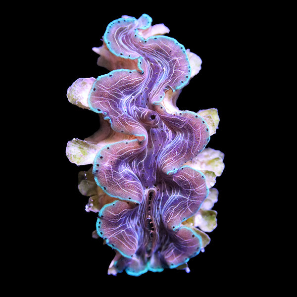 WYSIWYG cultured Squamosina Clam 12