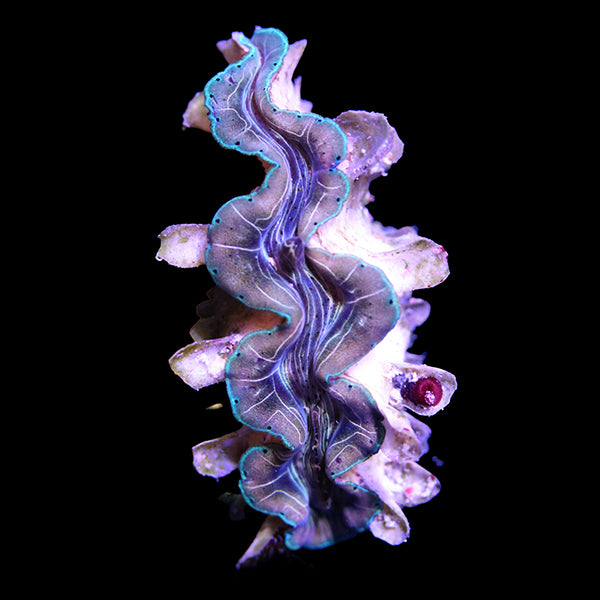 WYSIWYG cultured Squamosina Clam 13