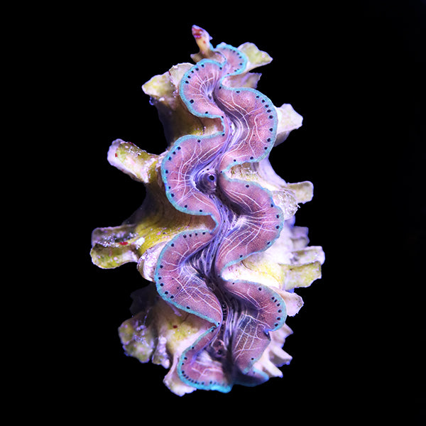 WYSIWYG cultured Squamosina Clam 15