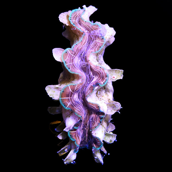 WYSIWYG cultured Squamosina Clam 16