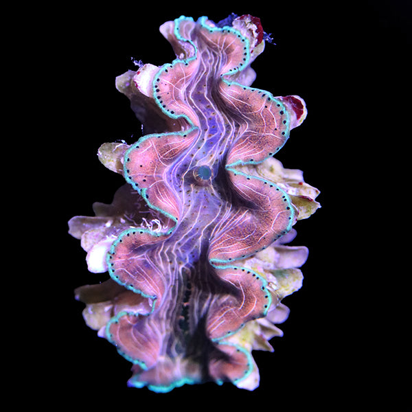 WYSIWYG cultured Squamosina Clam 1