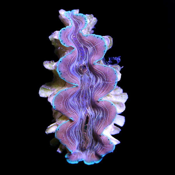 WYSIWYG cultured Squamosina Clam 2