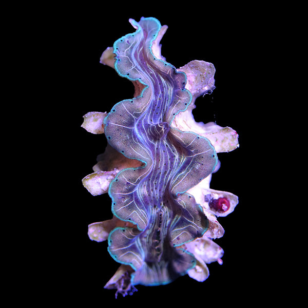 WYSIWYG cultured Squamosina Clam 4