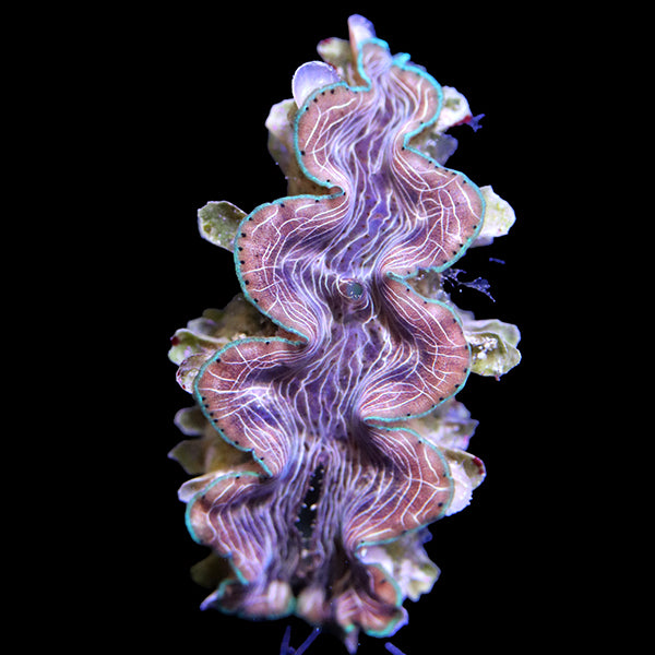 WYSIWYG cultured Squamosina Clam 5