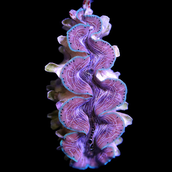 WYSIWYG cultured Squamosina Clam 6