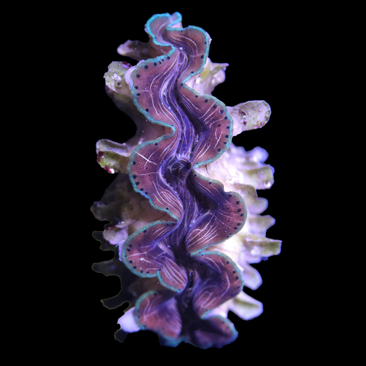 WYSIWYG cultured Squamosina Clam 7