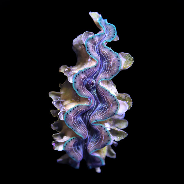 WYSIWYG cultured Squamosina Clam 8