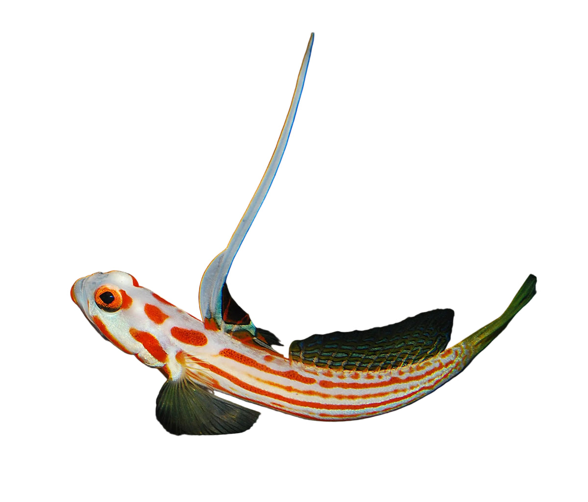 Yasha Goby Proaquatix (Friday Delivery)
