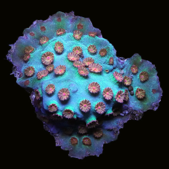Biota Superman Cyphastrea
