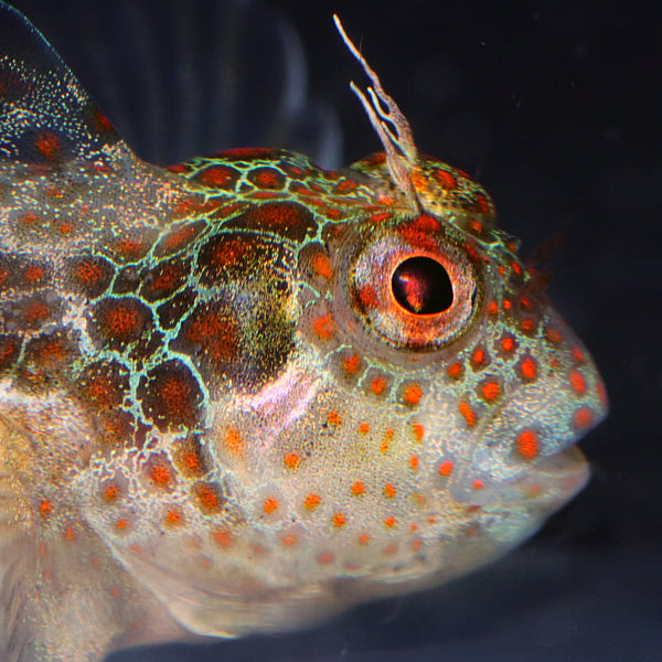 Tessellated Blenny