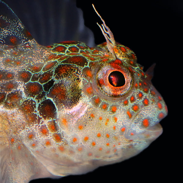 Tessellated Blenny