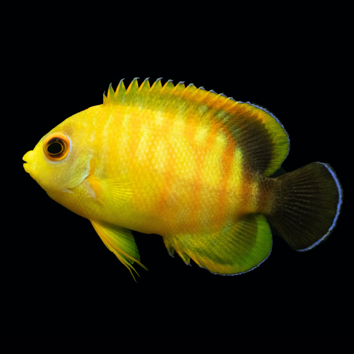 WYSIWYG captive bred Tigerpyge Angelfish