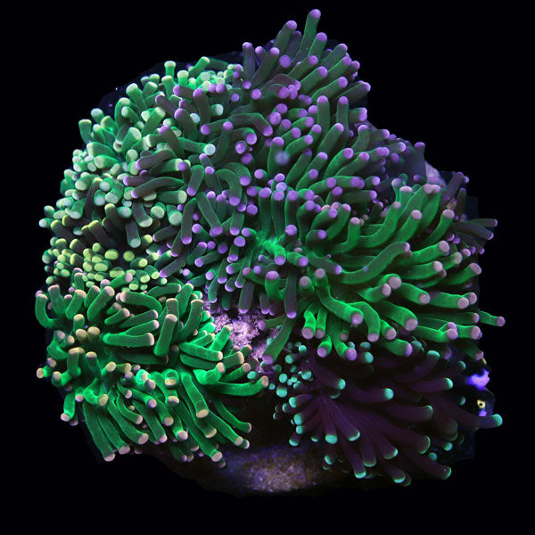 WYSIWYG cultured Torch Multicolor Garden A1