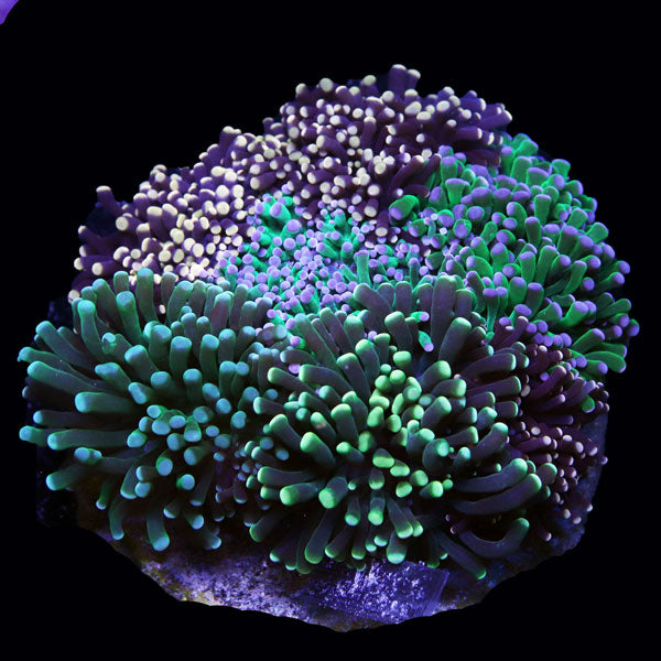 WYSIWYG cultured Torch Multicolor Garden A2