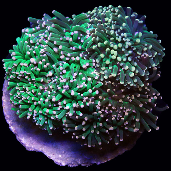 WYSIWYG cultured Torch Multicolor Garden A4