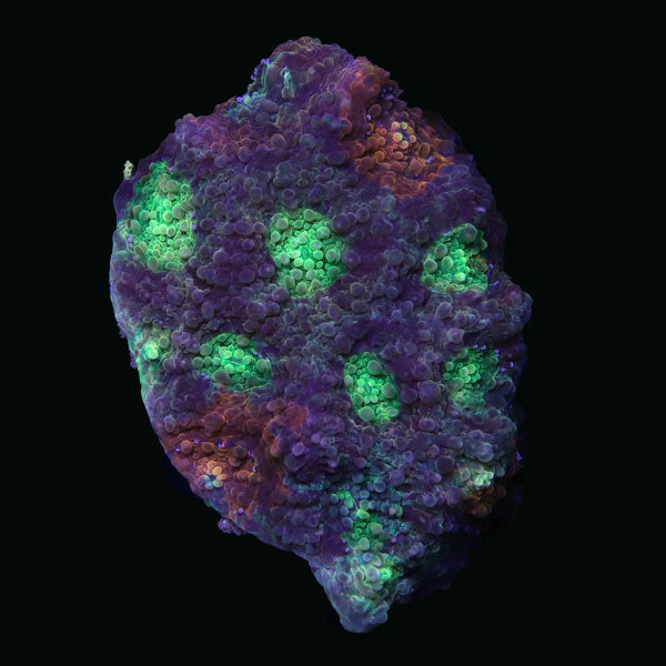 Biota Toxic Acan Echinata frag