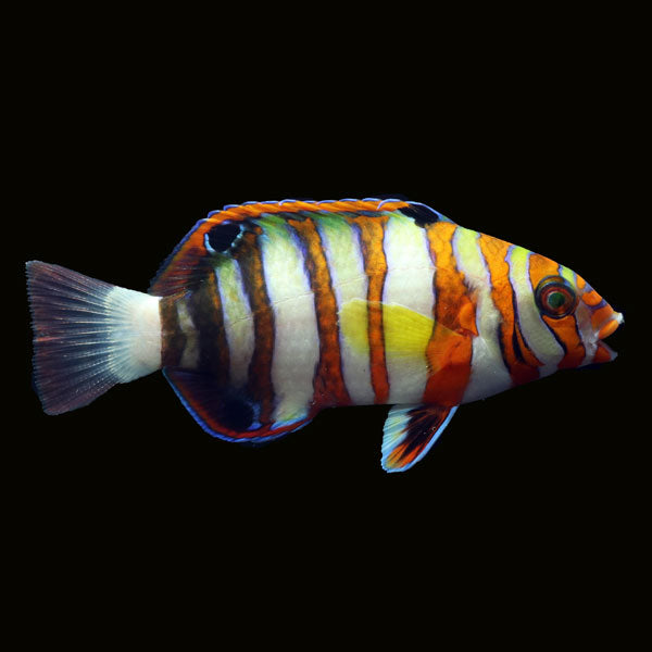 WYSIWYG Bali captive bred Harlequin Tusk 2 Large