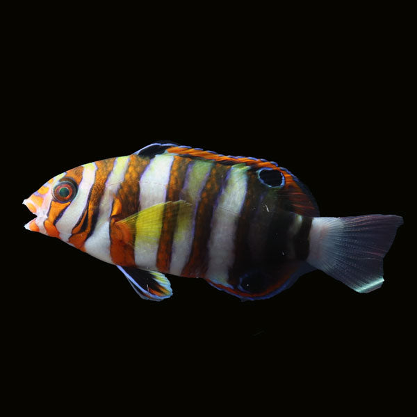 WYSIWYG Bali captive bred Harlequin Tusk 1 Large