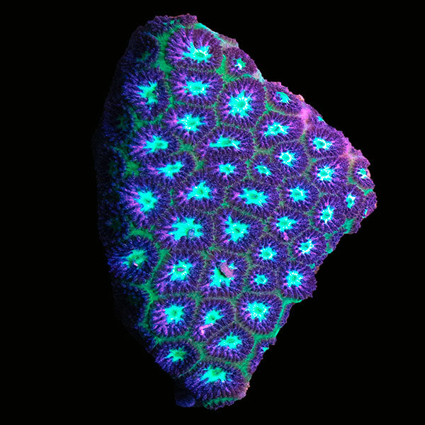 Biota Palau Leptastrea Coral Ultra