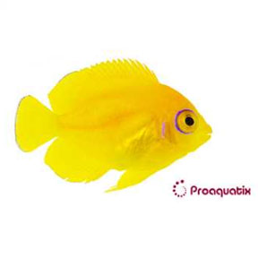 Lemonpeel Angelfish Proaquatix (Friday Delivery)