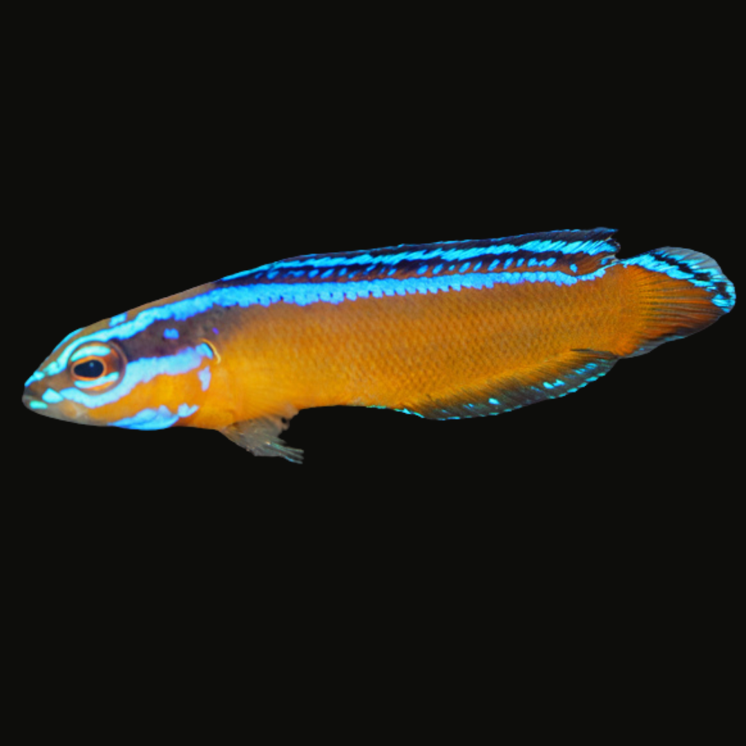 Beginner Fish Tagged 