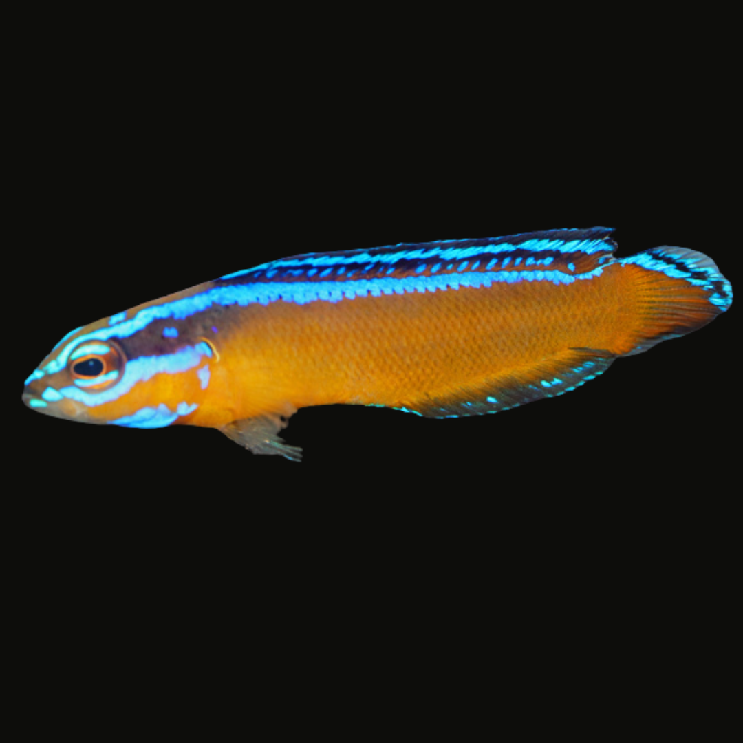 Neon Dottyback The Biota Group