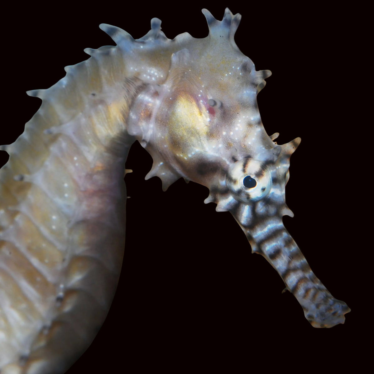 Barbouri Seahorse